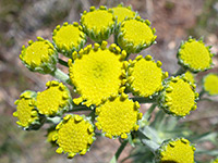 Immature flowerheads