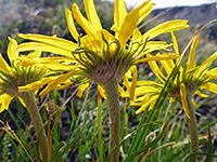 Hairy stems and phyllaries