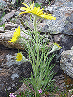 Stems and leaves