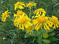 Group of flowerheads