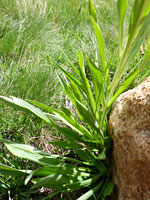 Bright green leaves