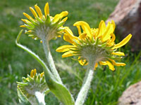 Hairy stems and phyllaries