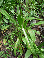 Basal leaves