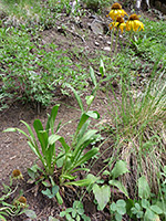 Orange Sneezeweed