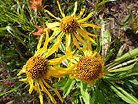 Three flowerheads