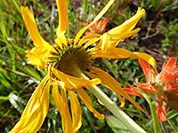 photograph