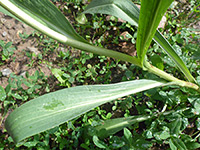 Lower stem leaves