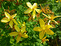 Western St John's Wort