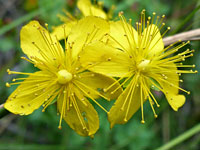 Hypericum scouleri