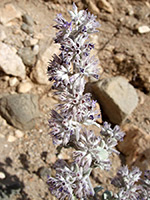 Small flowers