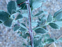 Stem and leaves