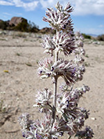 Flower clusters