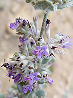 Partially withered flowers