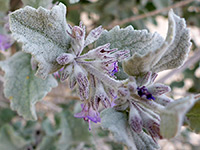 Leaves and flowers