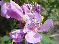 Streambank globemallow