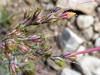 Hairy pedicels and calyces