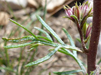 Narrow-lobed leaf