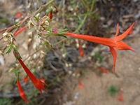 Red flower