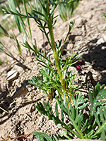 Lower stem leaves