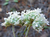 Clustered white flowers