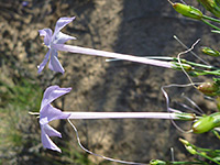 Ipomopsis longiflora