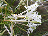 Narrow corolla lobes