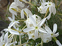 White flowers