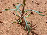 Basal leaves