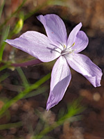 Pale purple flower