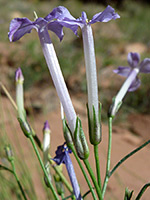 Pale purple flowers