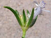 Blue anthers