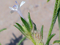 Dwarf ipomopsis