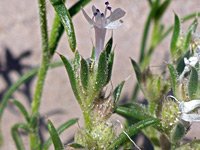 Flowers and bracts