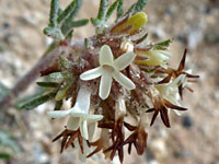 Ipomopsis spicata