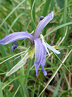 Rocky Mountain Iris