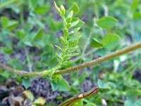 Lobed cauline leaf