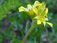 Yellow petals and green sepals