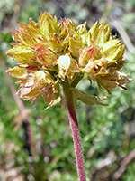 Withered flowers