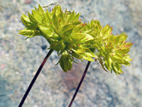 Greenish-yellow flowers