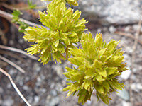 Spherical flower clusters