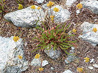 Leaves and flower stems