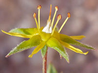 Ivesia sabulosa