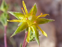 Green sepals and yellow petals