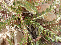 Intermountain Ivesia