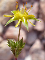 Flower and buds