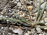 Tiny, closely-spaced leaves