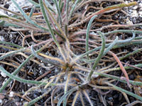 Hairy leaves