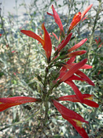 Top of a stem