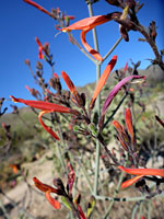 Flowering stems