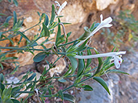 Stems and leaves